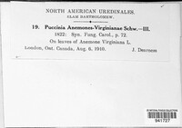 Puccinia anemones-virginianae image